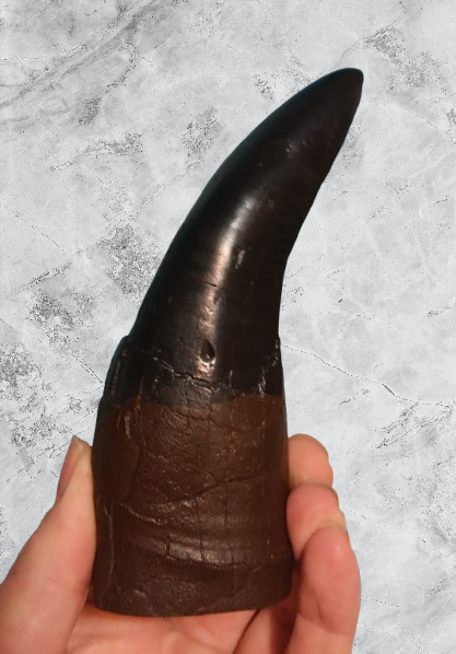 T.rex Tooth #6 T-rex 6 3/4" Tyrannosaurus Rex T-rex Fossil tooth for sale Cast Replica