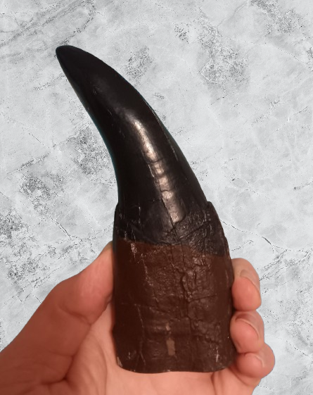T.rex Tooth #6 T-rex 6 3/4" Tyrannosaurus Rex T-rex Fossil tooth for sale Cast Replica