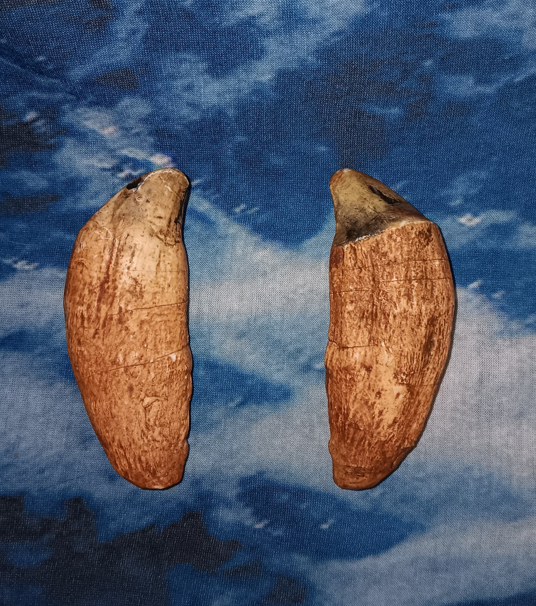 Cave Bear Canine Tooth Cast Replica Fossil Replica