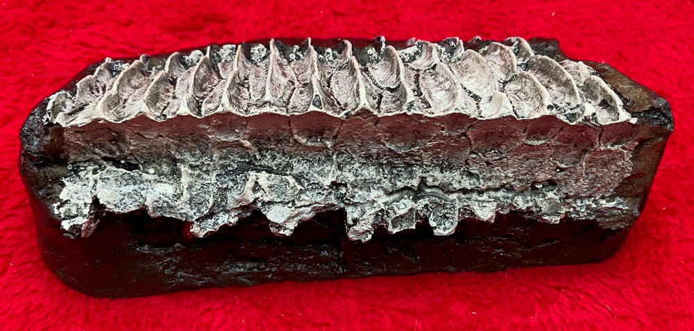 Dinosaur Duckbill Toothrow. Edmontosaurus #T05