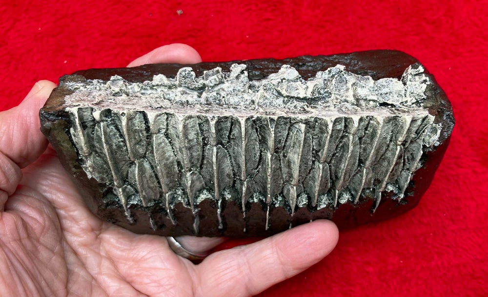 Dinosaur Duckbill Toothrow. Edmontosaurus #T05