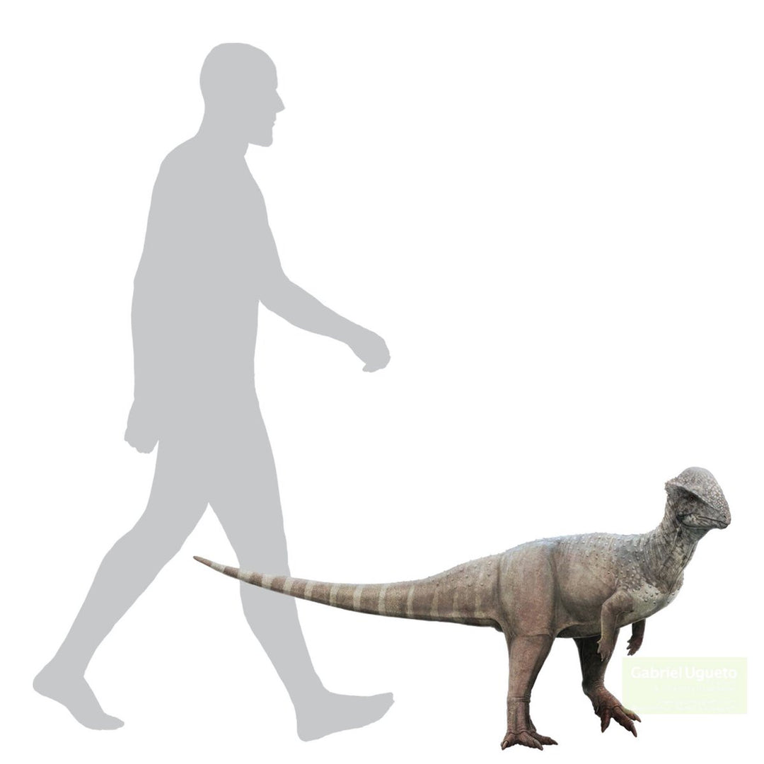 Pachycephalosaurus Stegoceras validum skull cast replica