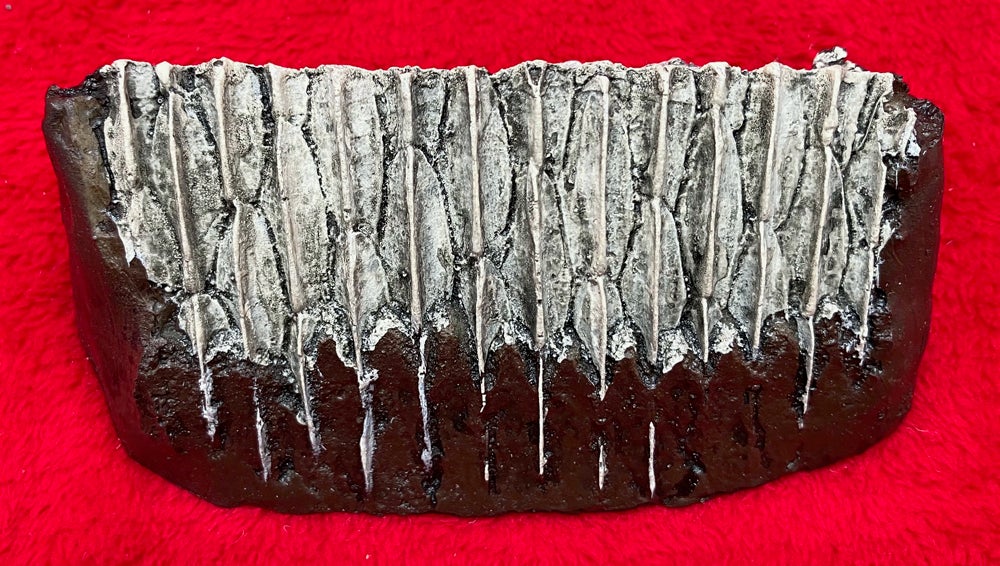 Dinosaur Duckbill Toothrow. Edmontosaurus #T05