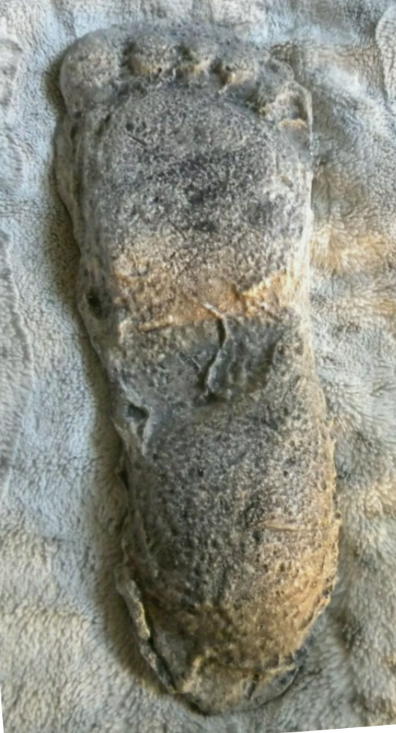 1967 New Bigfoot Patterson "Patty #2" track footprint cast