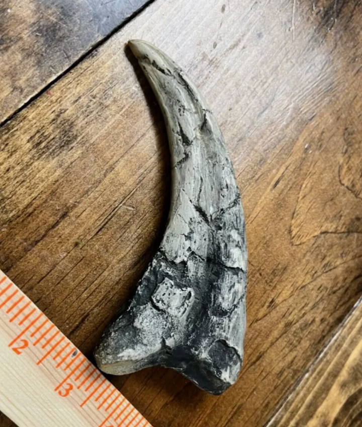 Utahraptor Claw Dinosaur Dromaeosauridae Raptor claw cast replica