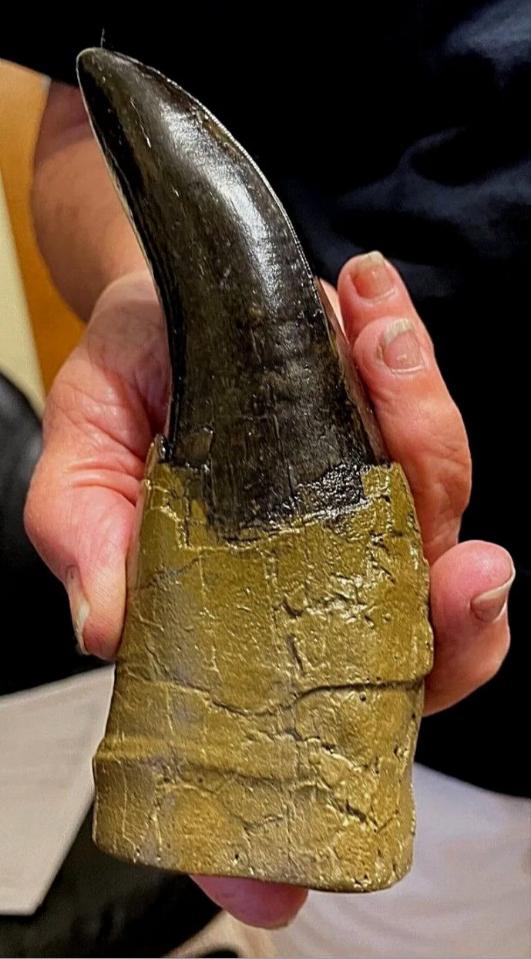T.rex Tooth #6 T-rex 6 3/4" Tyrannosaurus Rex T-rex Fossil tooth for sale Cast Replica