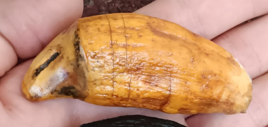 Cave Bear Canine Tooth Cast Replica Fossil Replica