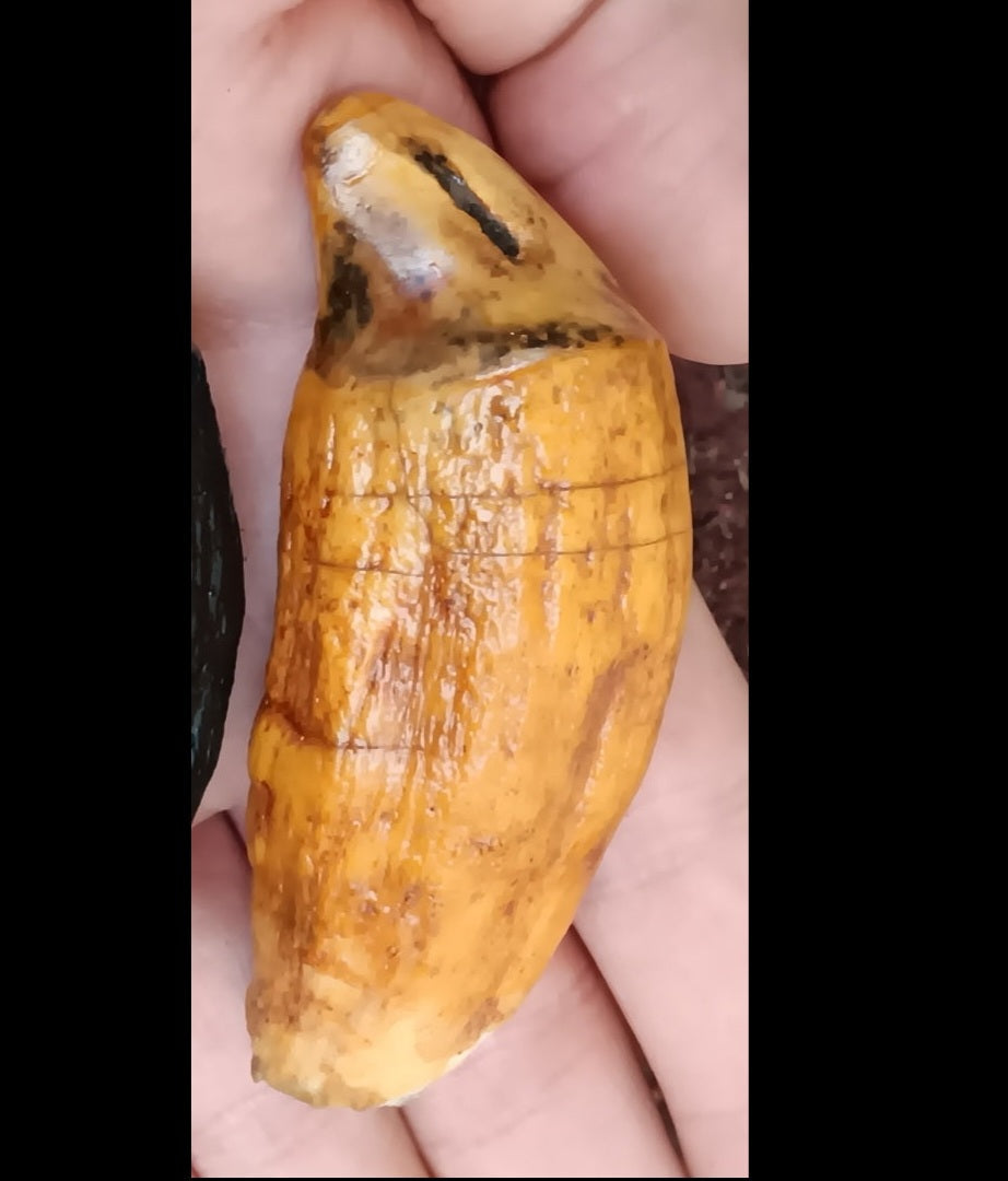 Cave Bear Canine Tooth Cast Replica Fossil Replica