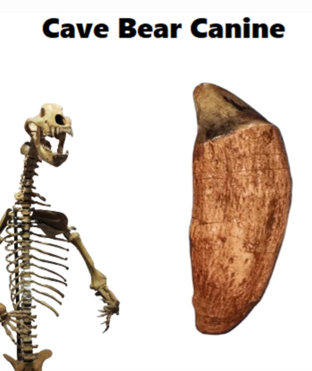 Cave Bear Canine Tooth Cast Replica Fossil Replica