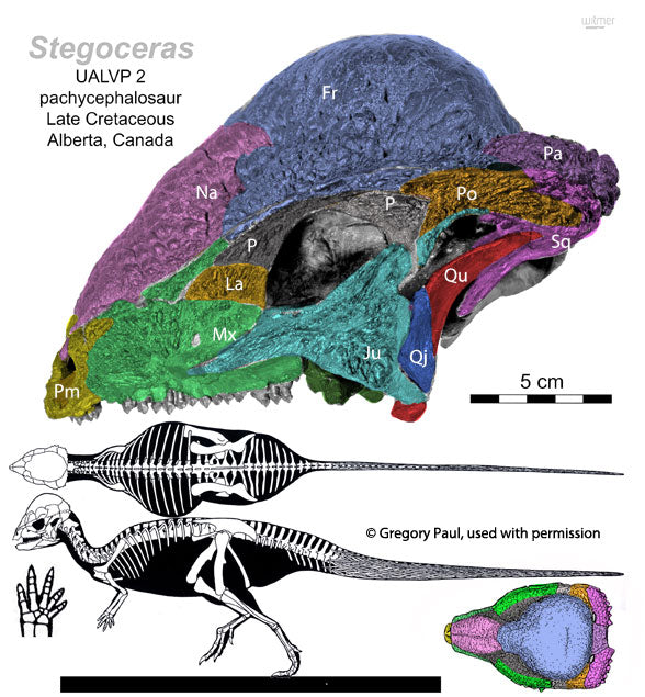 Pachycephalosaurus Stegoceras validum skull cast replica