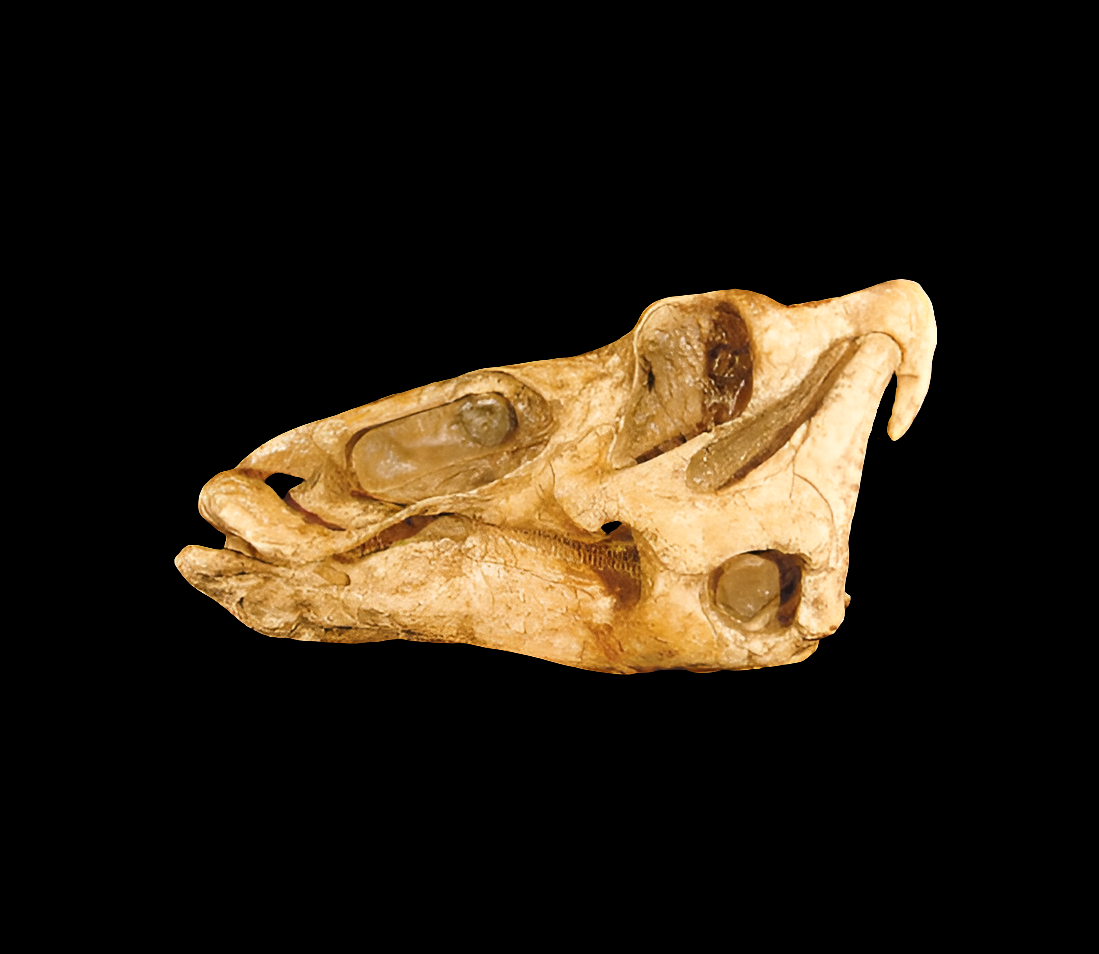 Edmontosaurus Skull cast replica