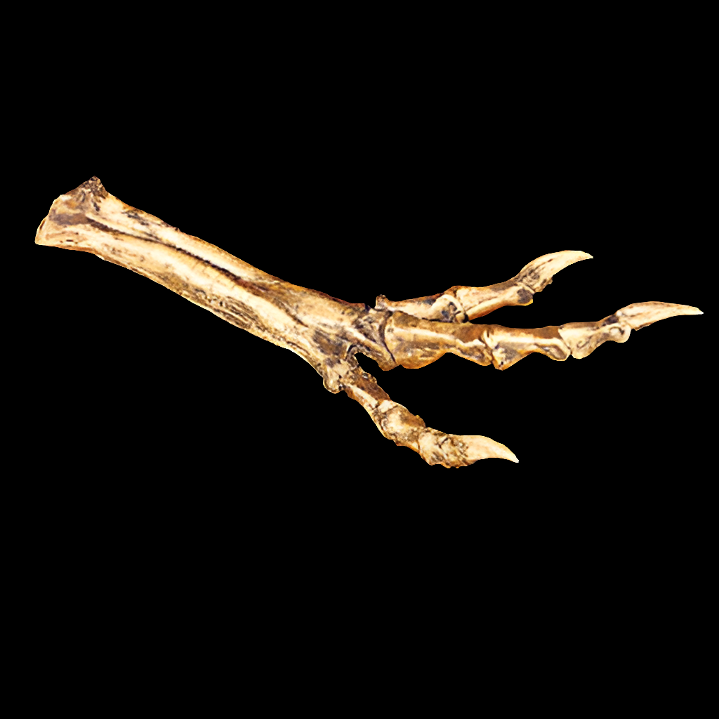 Albertosaurus foot cast replica