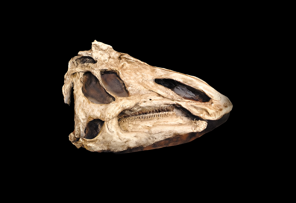 Prosaurolophus Skull cast replica