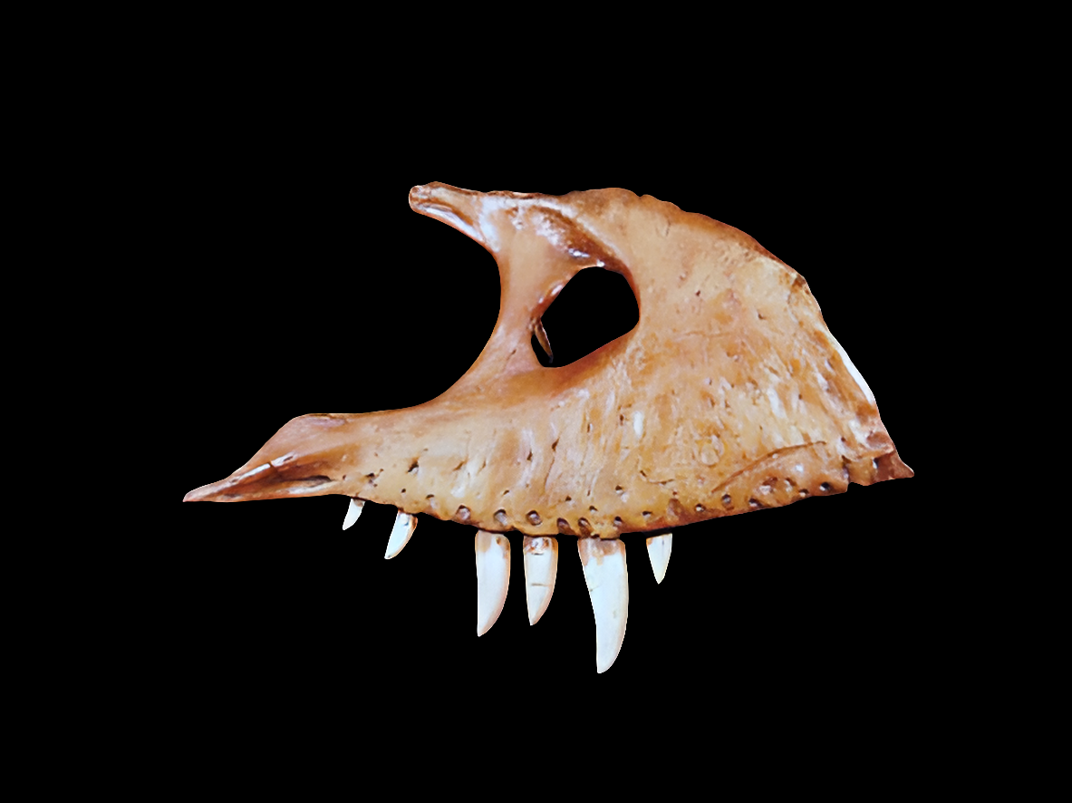 T.rex maxilla cast replica