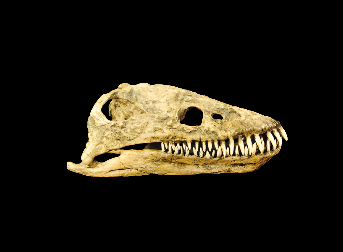Plesiosaurus cast replica