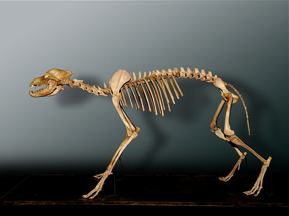 Wolf: Real Fossil Pleistocene wolf skeleton Fossil and / or cast replica