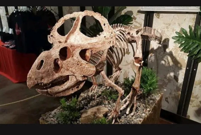 Protoceratops skeleton cast replica for sale Dinosaurs