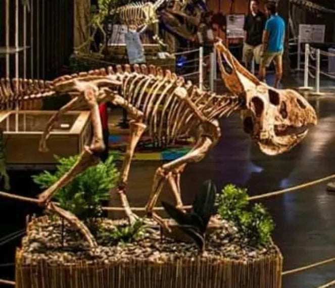 Protoceratops skeleton cast replica for sale Dinosaurs