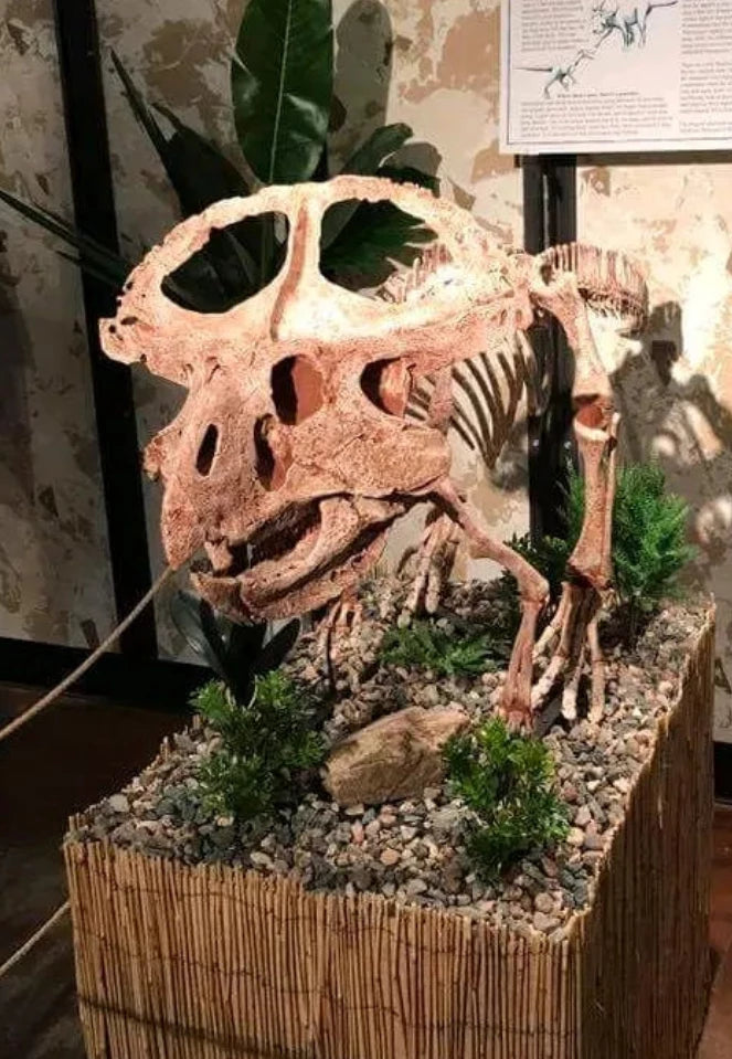Protoceratops skeleton cast replica for sale Dinosaurs