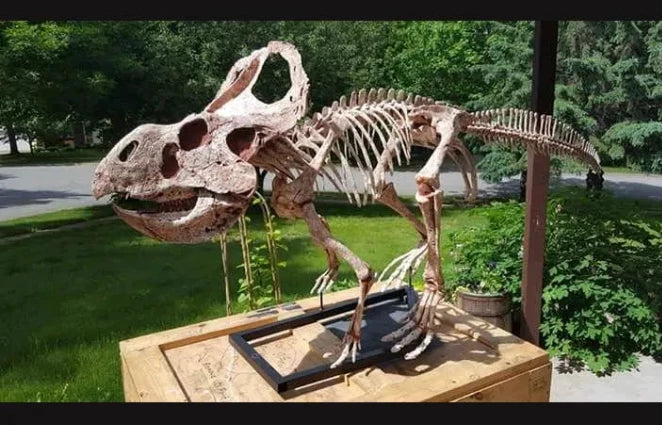 Protoceratops skeleton cast replica for sale Dinosaurs