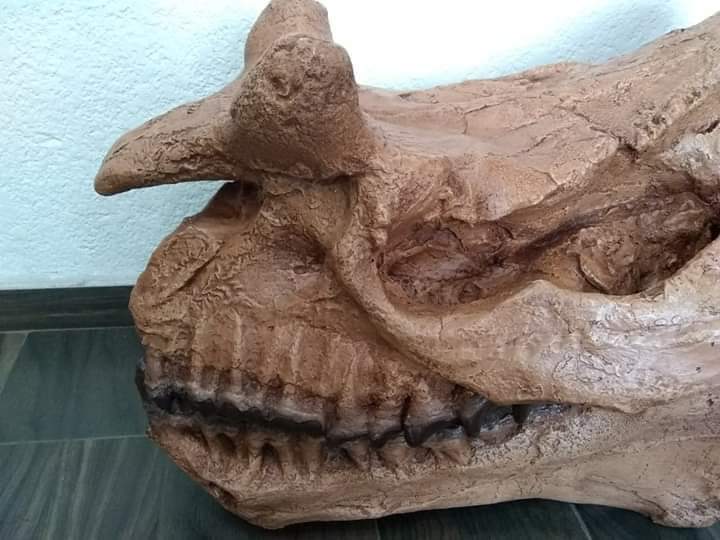 Brontotherium skull cast replica Brontops Titanothere Brontotheriidae