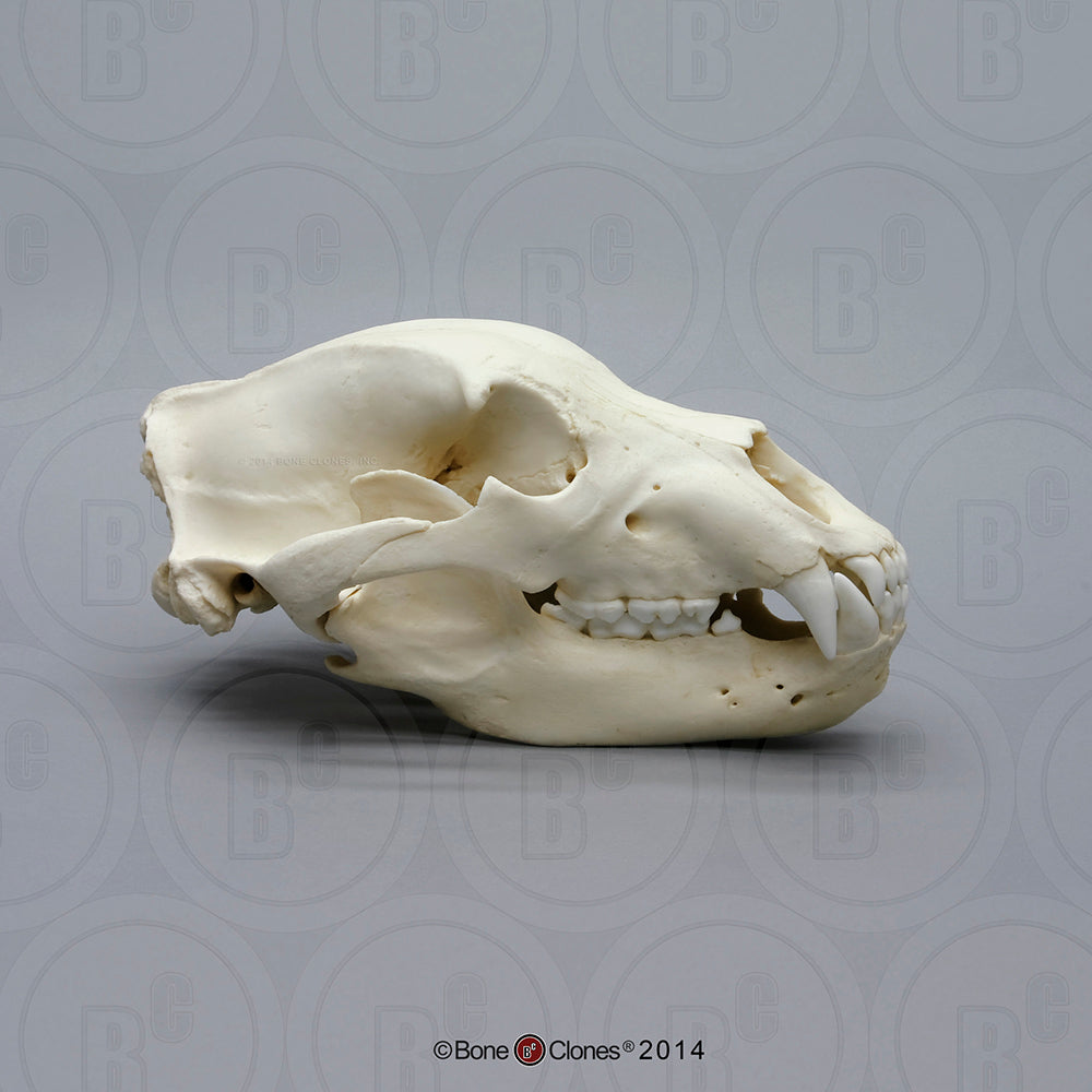 Bear: Grizzly Bear skull Cast Replica Bone Clones (Updated 2026) Kodiak