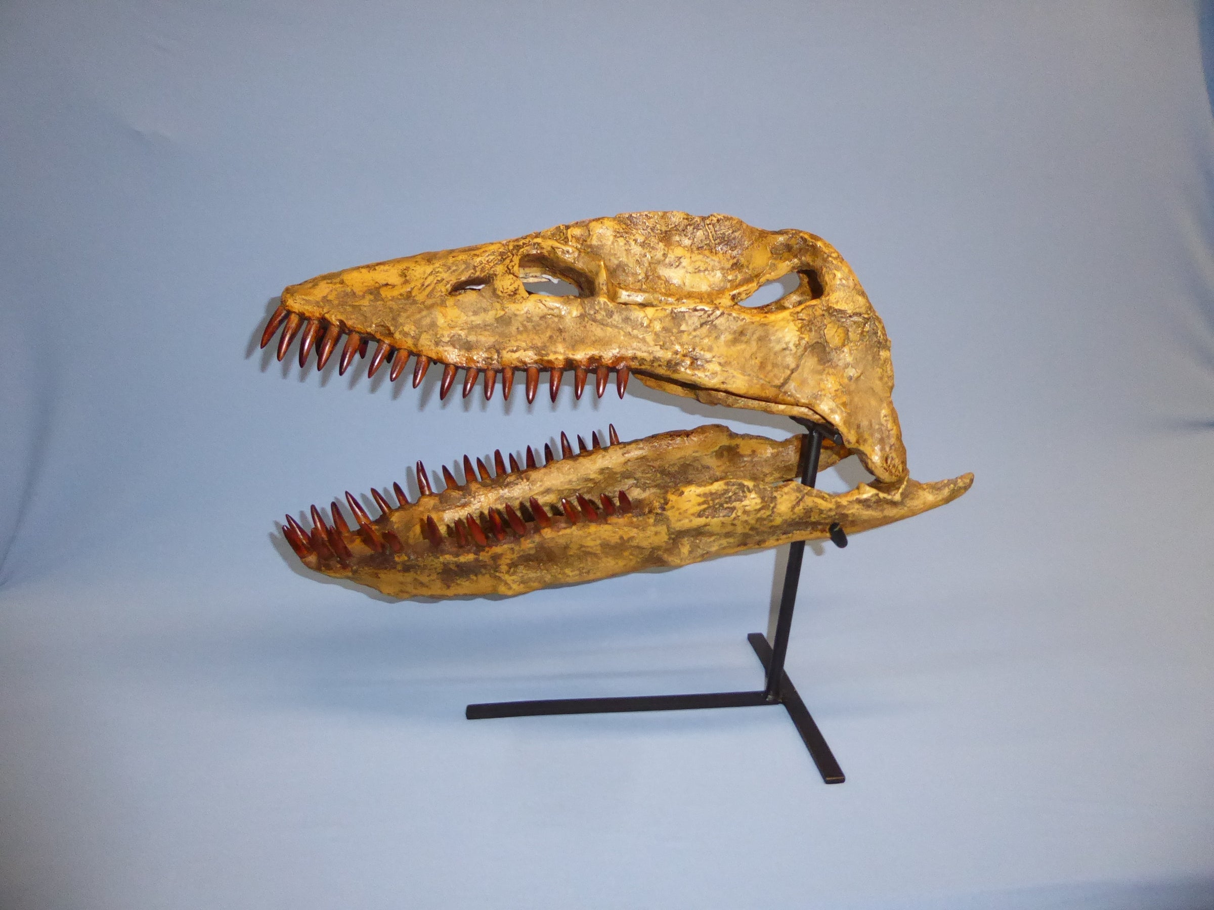 Plesiosaurus cast replica