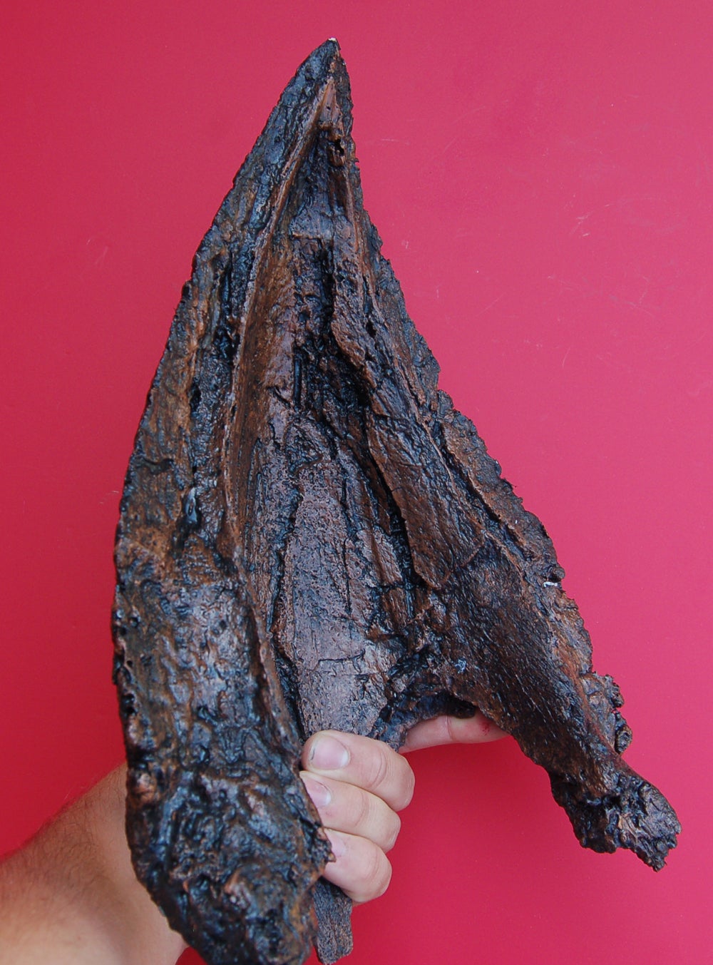 Triceratops lower beak cast replica