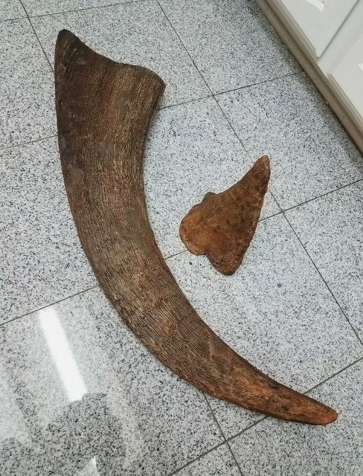 Woolly Rhino horns cast replicas