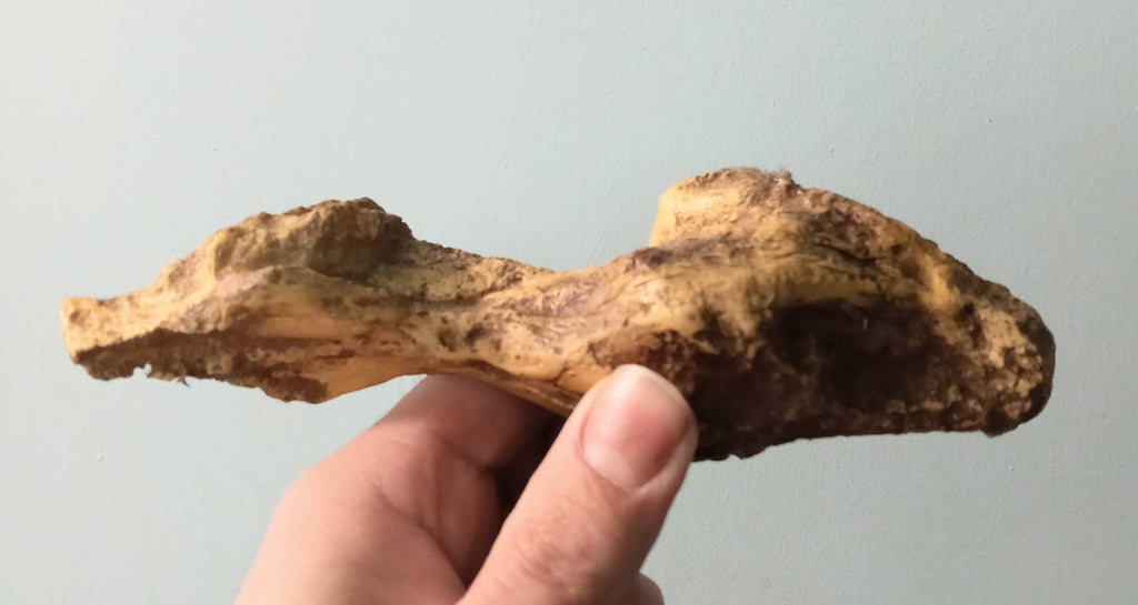 T.rex Brain Endocast cast replica T-rex Brain cast