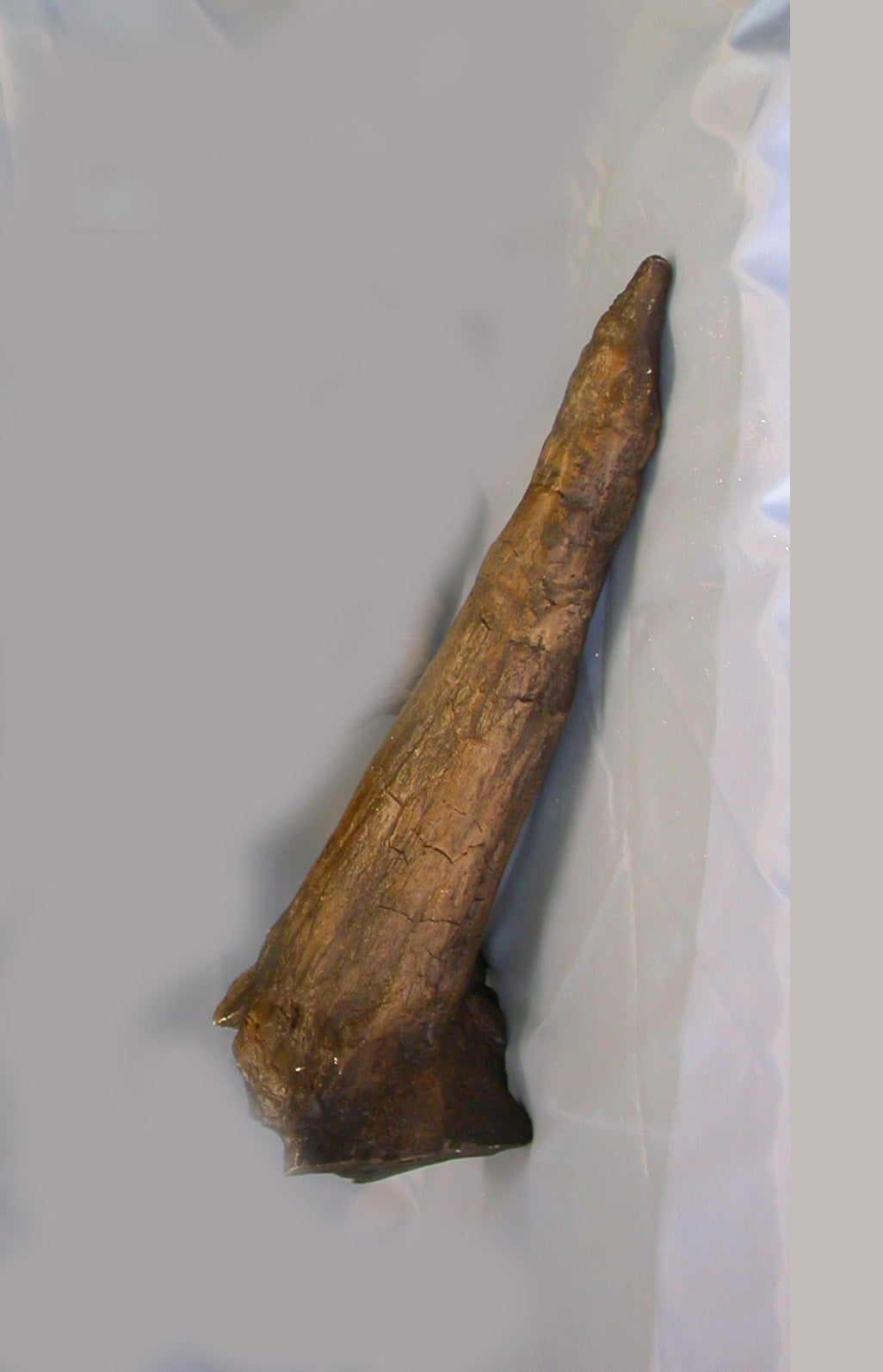 Triceratops horn cast replica