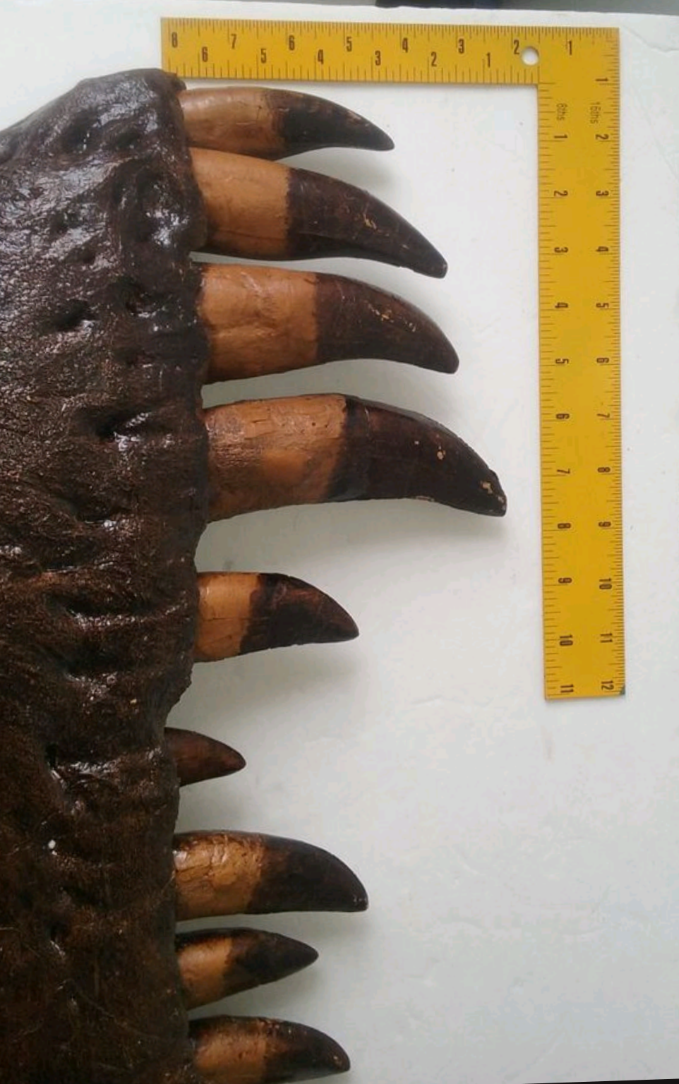 T.rex mandible cast replica
