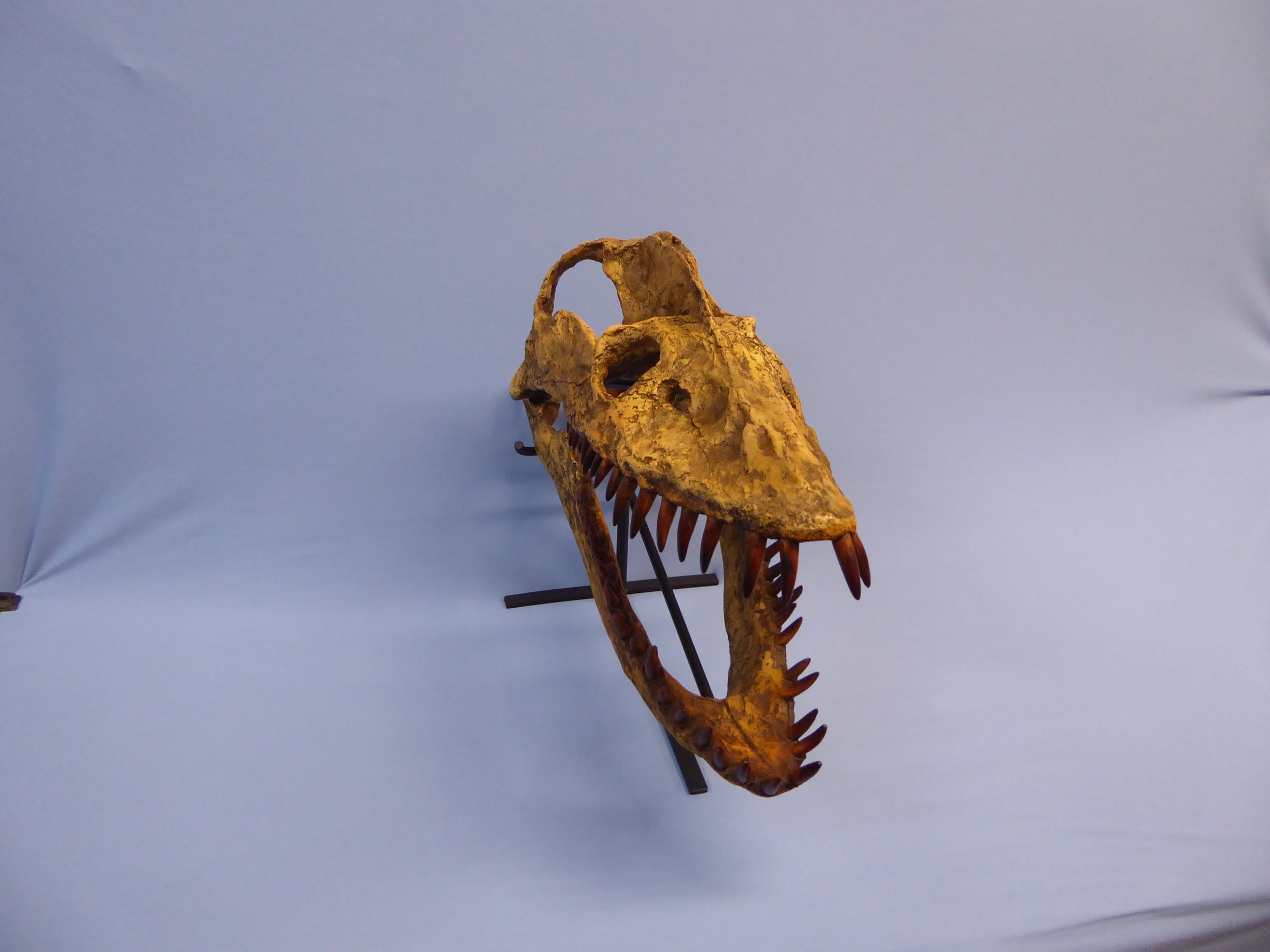 Plesiosaurus cast replica