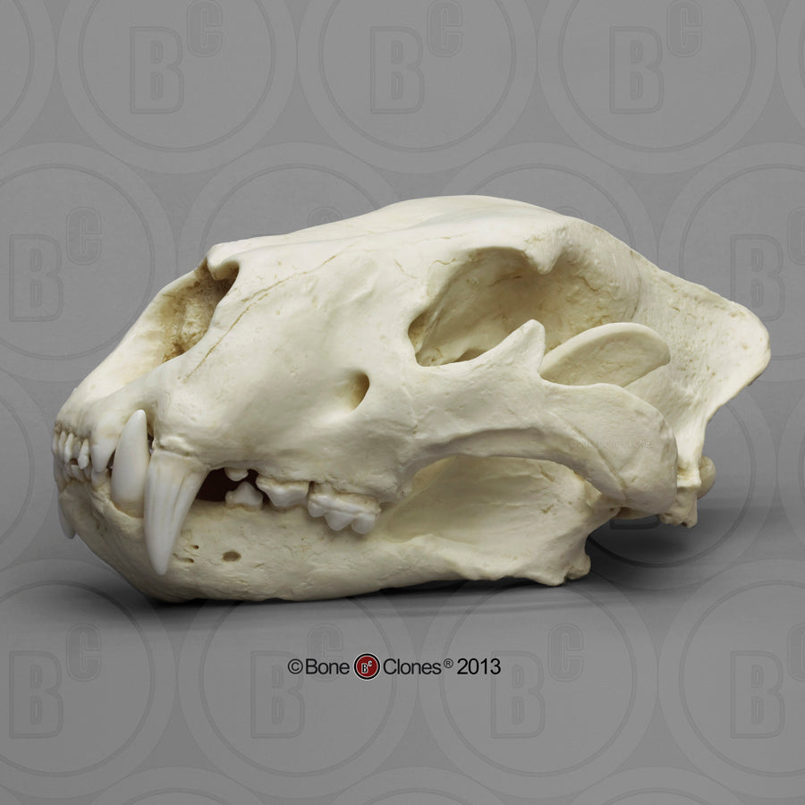 American Lion Skull Antique Finish Cast Replica Reproduction Bone Clones (Updated 2026)