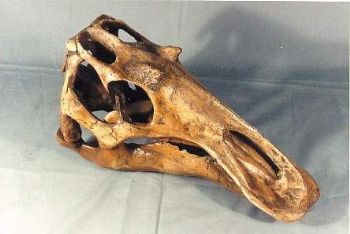 Juvenile Maiasaurus skull