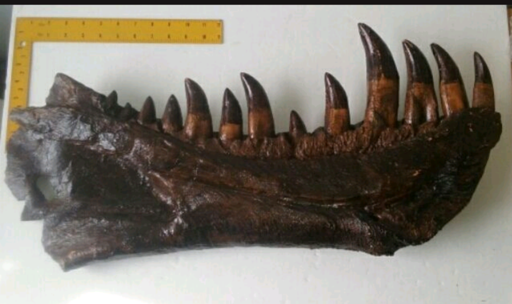T.rex mandible cast replica