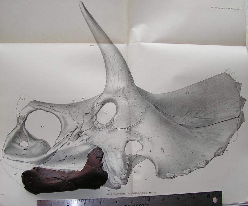 Triceratops baby jaw cast replica