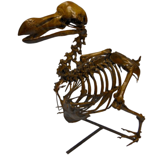 Dodo bird skeleton cast replica