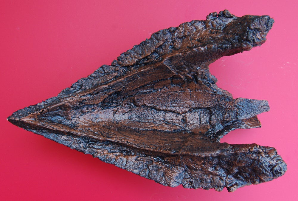 Triceratops lower beak cast replica