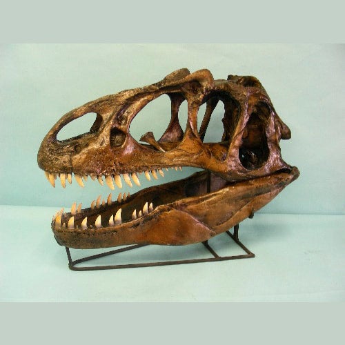 Allosaurus skull cast replica