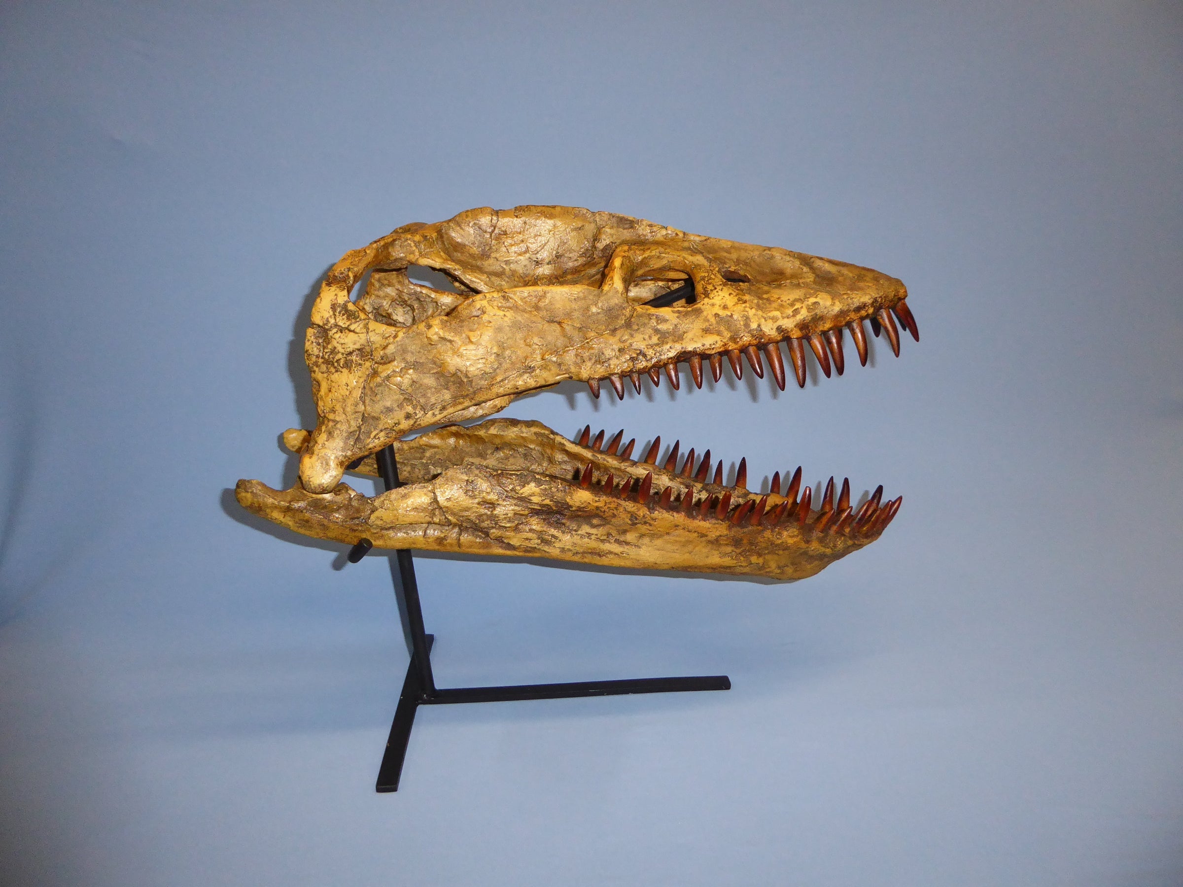 Plesiosaurus cast replica