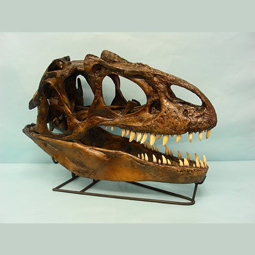Allosaurus skull cast replica