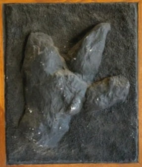 Dinosaur Theropod Footprint Track cast replica #T1