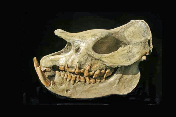 Teleoceras proterum cast replica