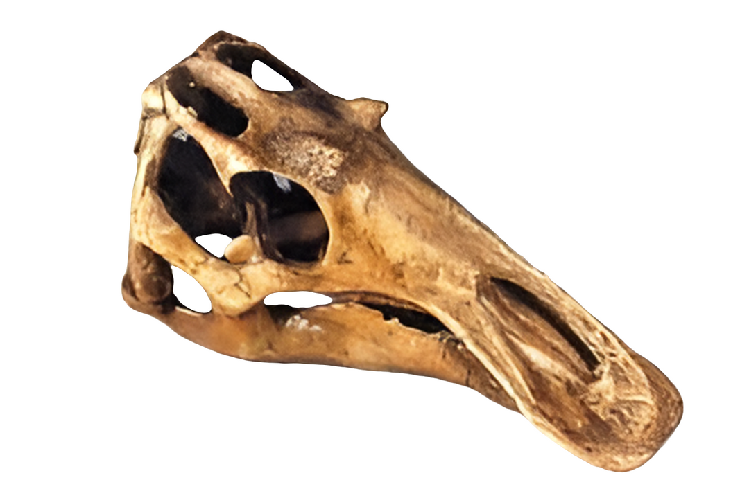 Juvenile Maiasaurus skull