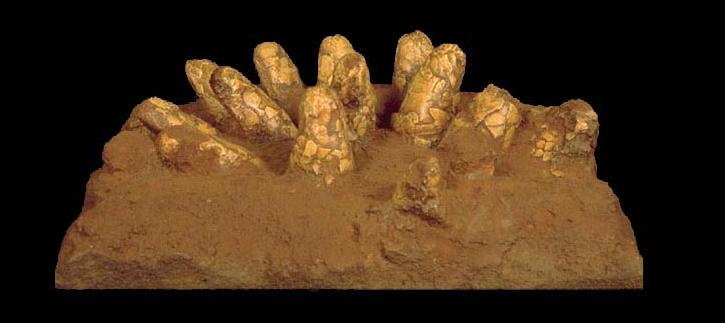 Protoceratops Egg nest Cast Replica Dinosaur Reproductions