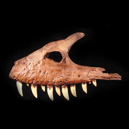 Albertosaurus maxilla cast replica