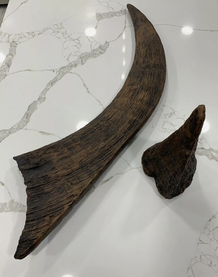 Woolly Rhino horns cast replicas