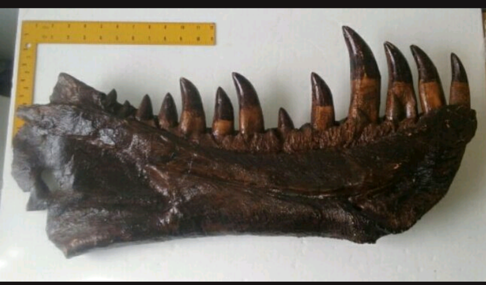 T.rex mandible cast replica