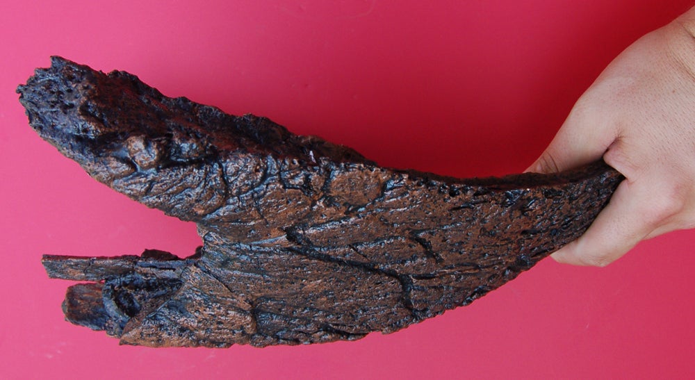 Triceratops lower beak cast replica